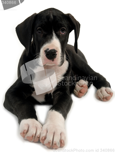 Image of Young dog