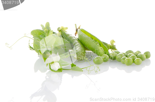 Image of Fresh green pea pod