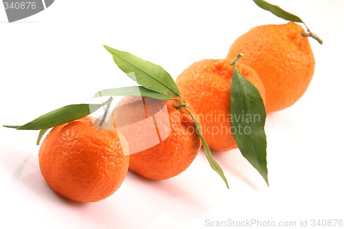 Image of front focus mandarin