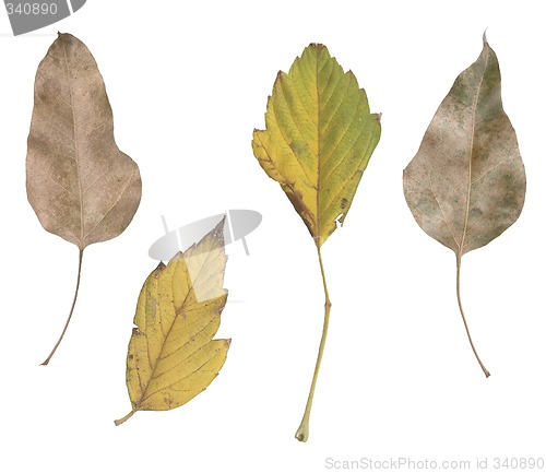 Image of four leaves