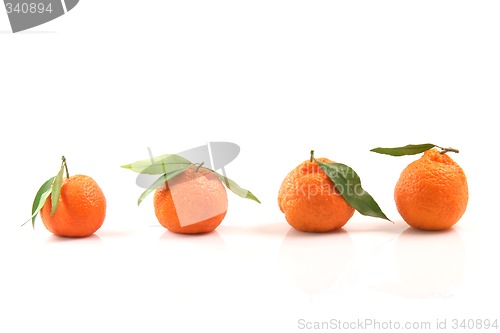 Image of four mandarins front