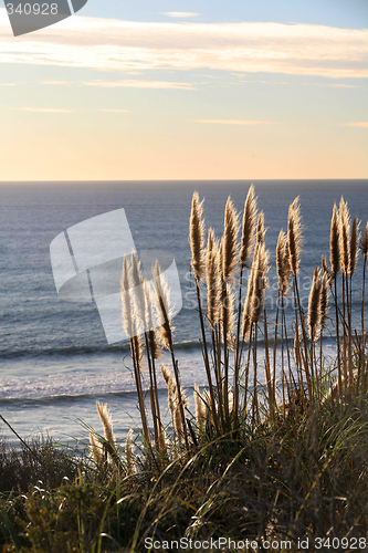 Image of Golden grass