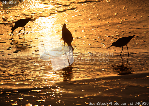 Image of Birds at sunset