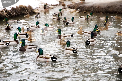 Image of Ducks