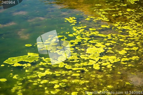 Image of Green Algae