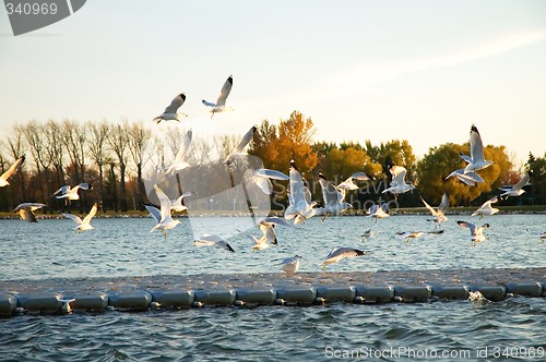 Image of Flock of Seagulls