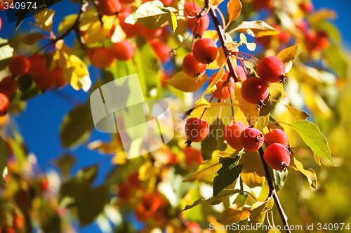 Image of Ornamental Crab apples