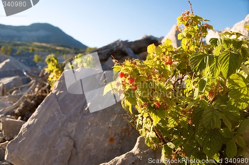 Image of Wild Raspberries