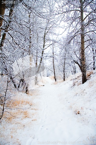 Image of Forest Path