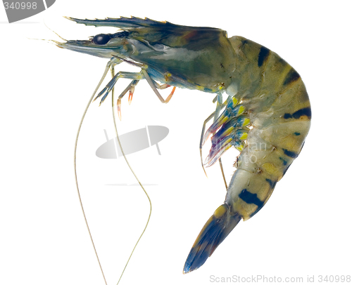 Image of Raw black tiger prawn

