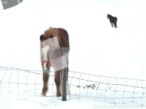 Image of Horse on Snow Covered Ground