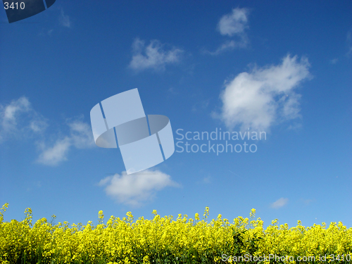 Image of golden canola