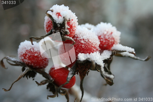 Image of Sweets in the snow