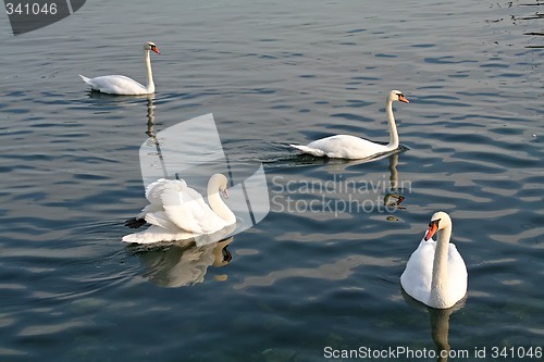 Image of Swans swimming