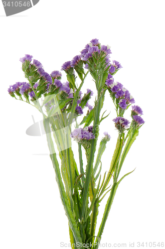 Image of Purple statice flowers