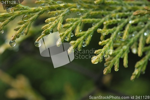 Image of Cypress macro