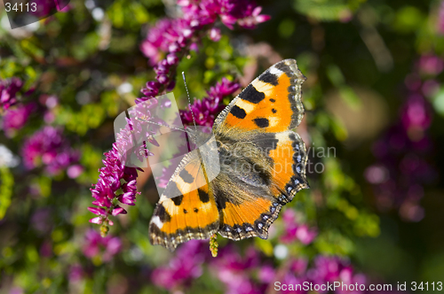 Image of butterfly