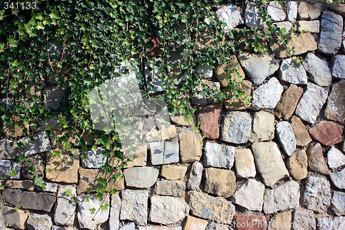 Image of Ivy against stone wall