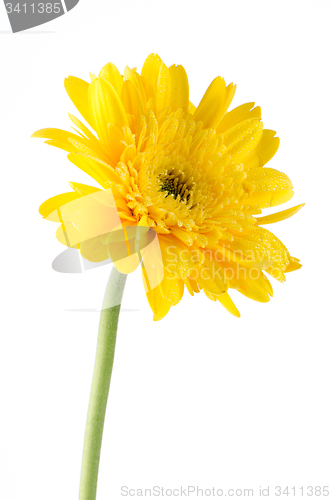 Image of Yellow gerbera daisy flower