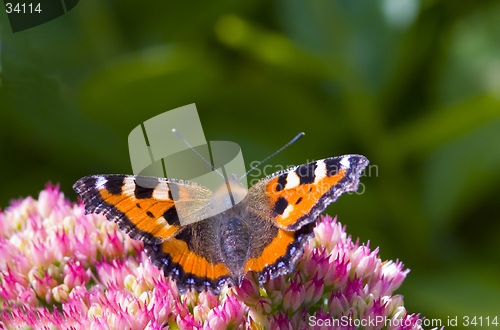 Image of Vanessa urticae (small tortoiseshell)