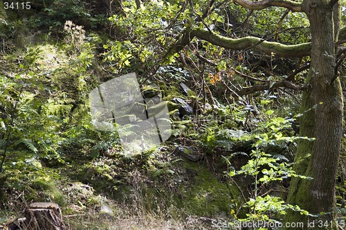 Image of Blocks of stone in the forest