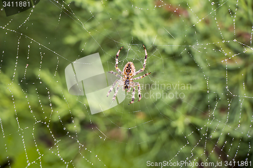 Image of Spider in its net