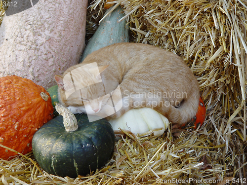Image of cat on pumpkins