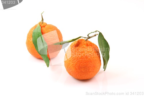 Image of two mandarins isolated