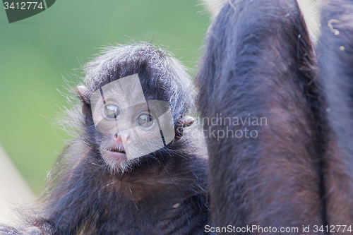 Image of Spider monkey (Ateles fusciceps)