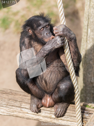 Image of Adult bonobo 