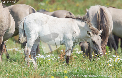 Image of Konik foal with mature wild horses in the background