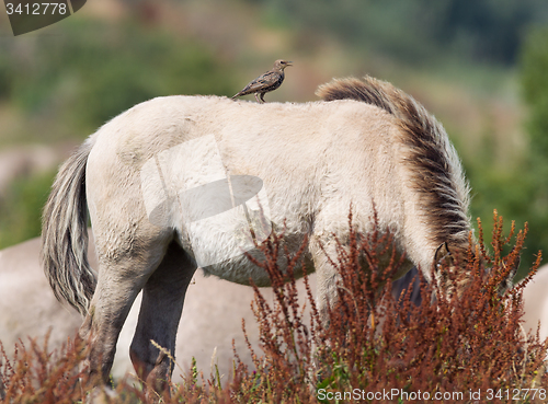 Image of Bird sitting on Konik horse