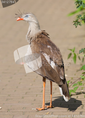 Image of Red-legged seriema or crested cariama (Cariama cristata)