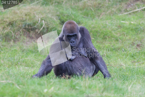 Image of Adult gorilla resting