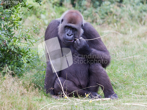 Image of Adult gorilla resting