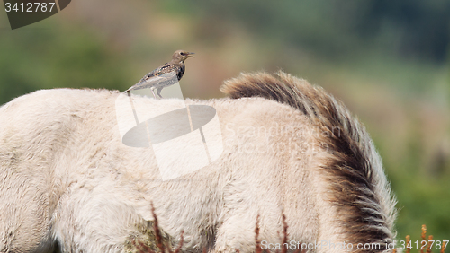 Image of Bird sitting on Konik horse