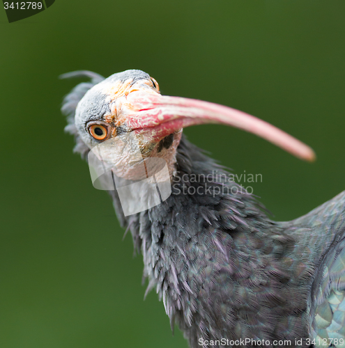 Image of Northern Bald Ibis (Geronticus eremita)