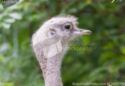 Image of Rhea (Rhea pennata)