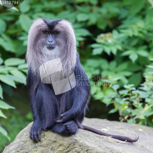 Image of Lion-tailed Macaque (Macaca silenus)