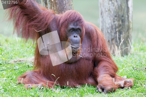 Image of Orang utan