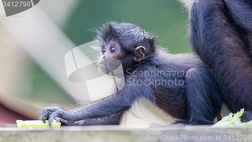 Image of Spider monkey (Ateles fusciceps)