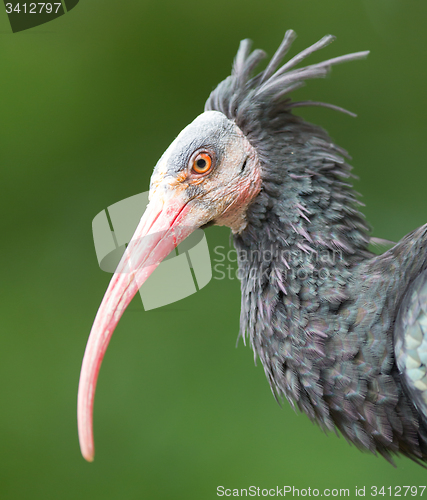 Image of Northern Bald Ibis (Geronticus eremita)