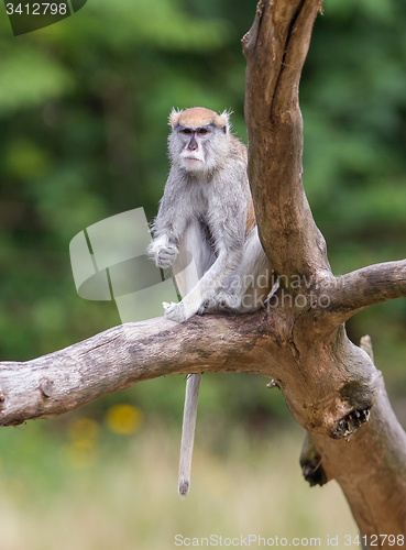 Image of Patas monkey (Erythrocebus patas