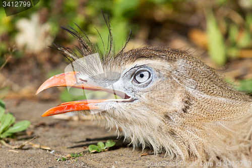 Image of Red-legged seriema or crested cariama (Cariama cristata)