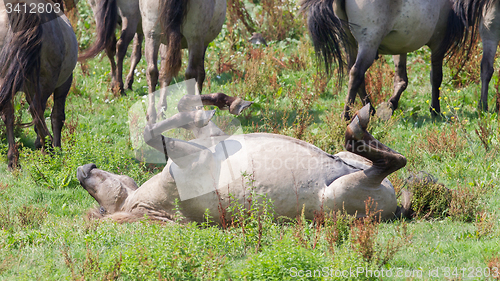 Image of Happy Konik horse