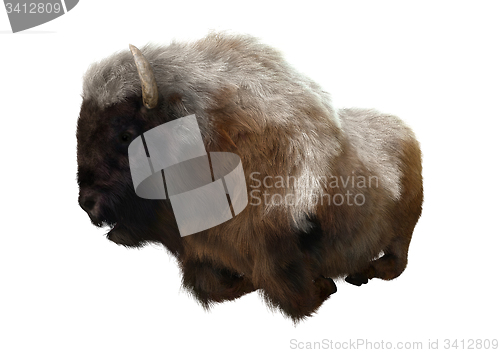 Image of American Bison