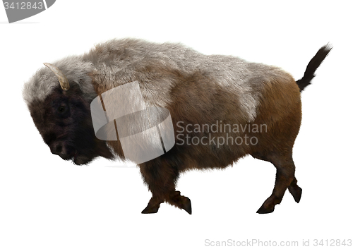 Image of American Bison