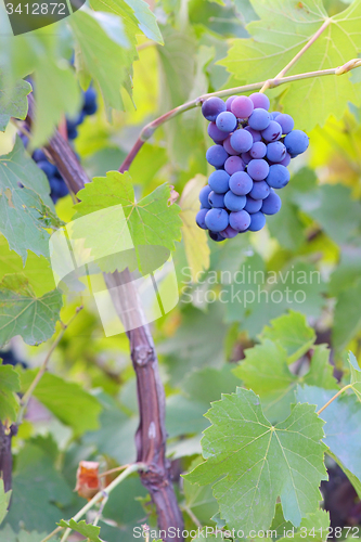 Image of Single bunch of grapes 