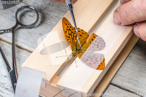 Image of Man spreading butterfly wings