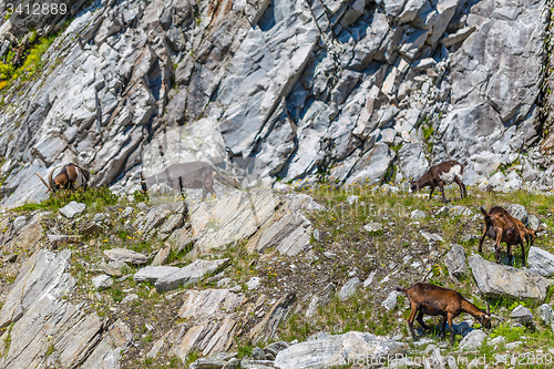 Image of Herd of goats 